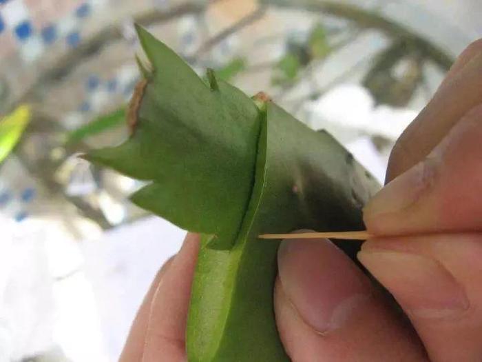 长寿花和玉树合体，开出5种颜色的花，太惊艳了！