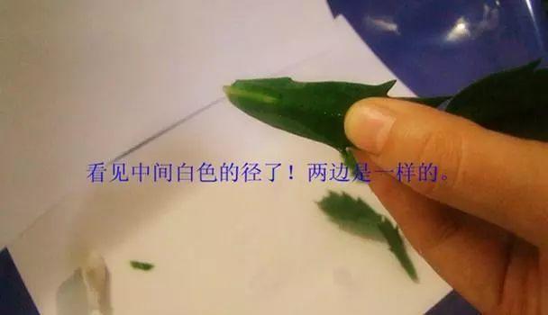 长寿花和玉树合体，开出5种颜色的花，太惊艳了！