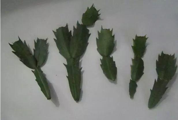 长寿花和玉树合体，开出5种颜色的花，太惊艳了！