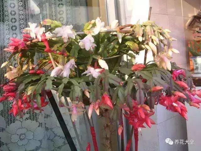 长寿花和玉树合体，开出5种颜色的花，太惊艳了！