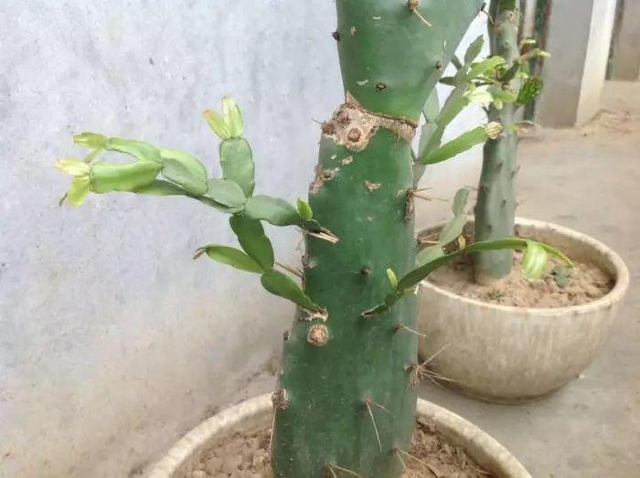 长寿花和玉树合体，开出5种颜色的花，太惊艳了！