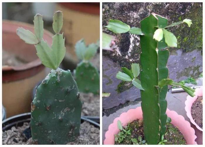 长寿花和玉树合体，开出5种颜色的花，太惊艳了！