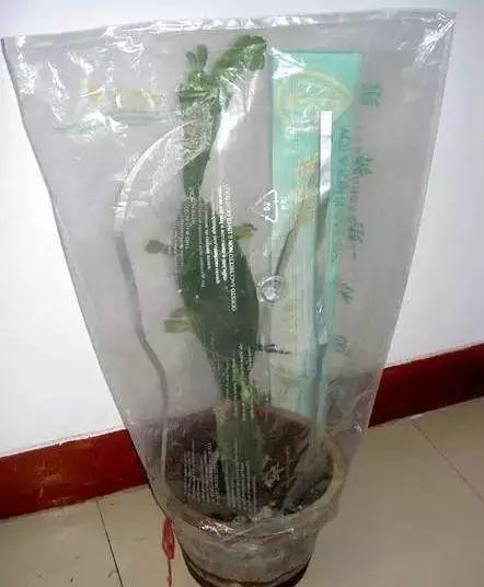 长寿花和玉树合体，开出5种颜色的花，太惊艳了！