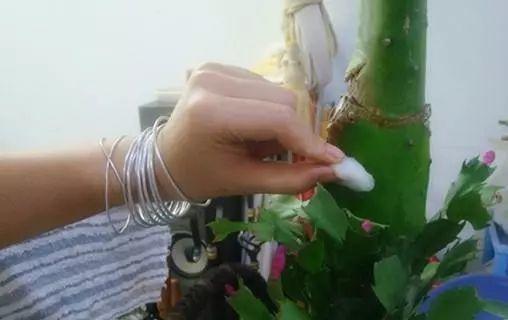 长寿花和玉树合体，开出5种颜色的花，太惊艳了！