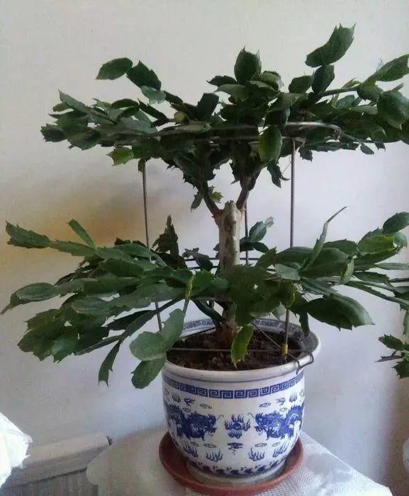 长寿花和玉树合体，开出5种颜色的花，太惊艳了！