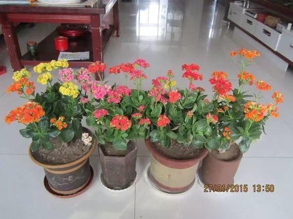 长寿花和玉树合体，开出5种颜色的花，太惊艳了！