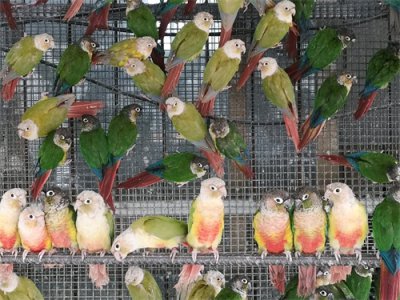 ​大学生卖2只亚历山大鹦鹉，一审被判刑6年，已上诉：希望二审轻判