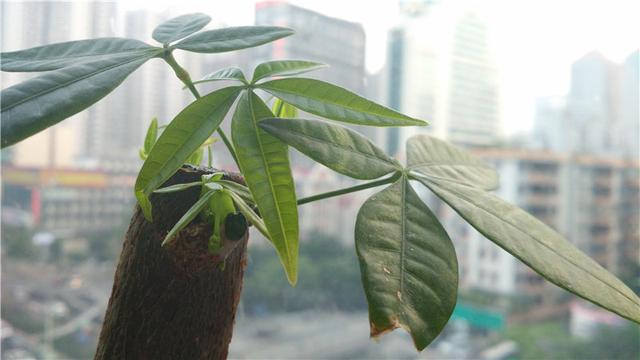 乐视手机1pro开箱测试（乐视手机1详细评测）(40)