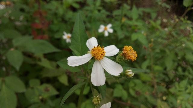 乐视手机1pro开箱测试（乐视手机1详细评测）(54)