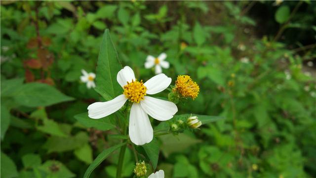 乐视手机1pro开箱测试（乐视手机1详细评测）(55)