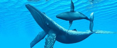 ​深海王者：蓝鲸为何能长那么大？抢占底层资源，粮食全靠自己种