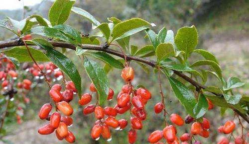 辟邪翁是什么植物,山茱萸的功效与作用及禁忌是什么图1