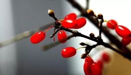 辟邪翁是什么植物,山茱萸的功效与作用及禁忌是什么图2