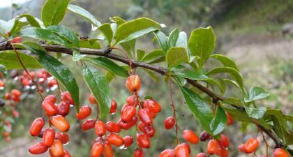 辟邪翁是什么植物,山茱萸的功效与作用及禁忌是什么图4