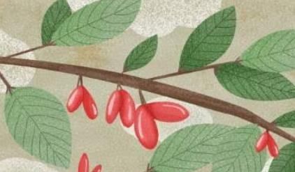 辟邪翁是什么植物,山茱萸的功效与作用及禁忌是什么图3