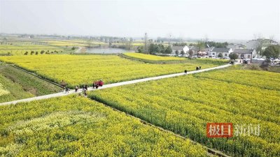 ​湖北荆门油菜花开，游客纷至沓来，铁路部门这样应对
