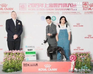 ​百科 | 惠比特犬，外表软萌的凶猛猎兔王