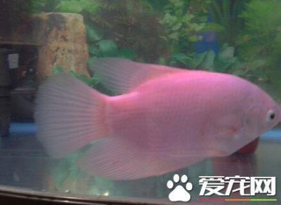 ​招财鱼的养法 带你了解招财鱼的正确饲养