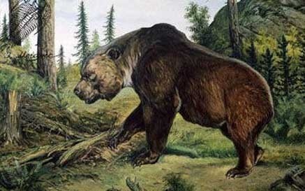 熊科中的强者——古生物短面熊