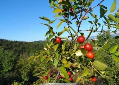 ​【龙口花木志】酸枣虽小 全身是宝