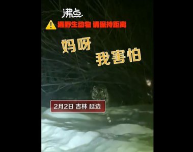​“妈呀我害怕！”女子下班途中偶遇东北虎……