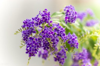 ​金露花的寓意，你知道吗？