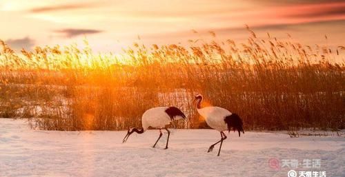 鹤生长在什么地方,古人常用松鹤延年图祝寿鹤一般生活在什么地方