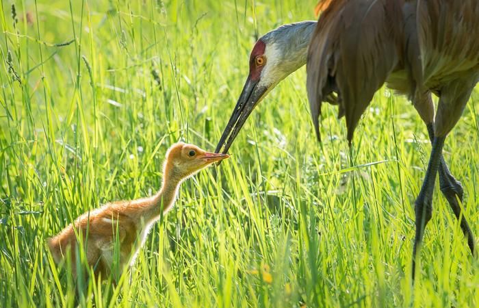 古人常用松鹤延年图祝寿鹤一般生活在什么地方