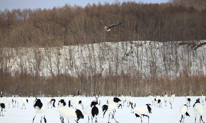 丹顶鹤生活在什么环境