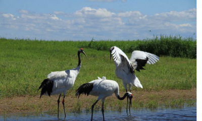 ​鹤生长在什么地方,古人常用松鹤延年图祝寿鹤一般生活在什么地方