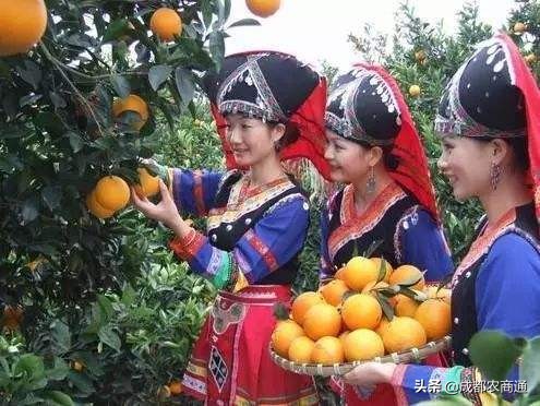 沃柑和桔子的区别（浅谈沃柑和桔子的4个不同）