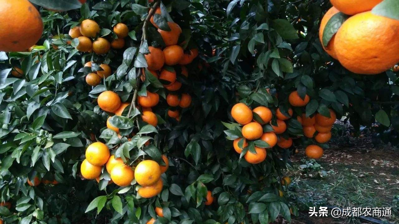 沃柑和桔子的区别（浅谈沃柑和桔子的4个不同）