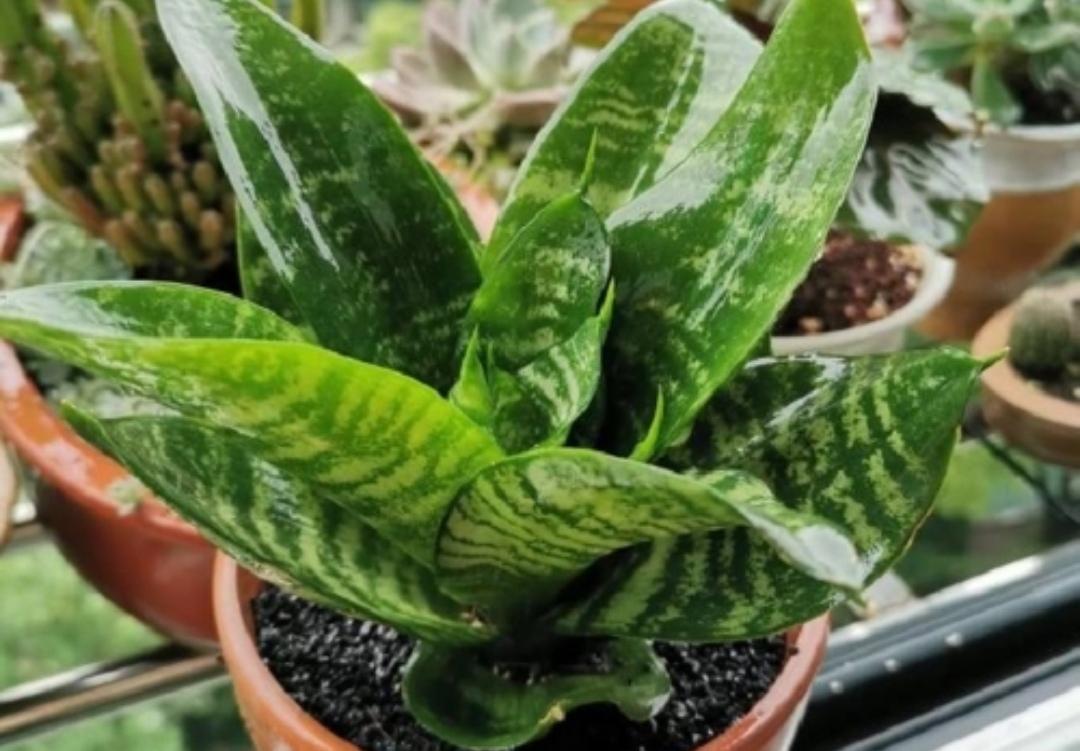 夜间释放氧气的植物有哪些十大夜间释放氧气的植物排行（释放氧气最多的室内植物排行）(图3)