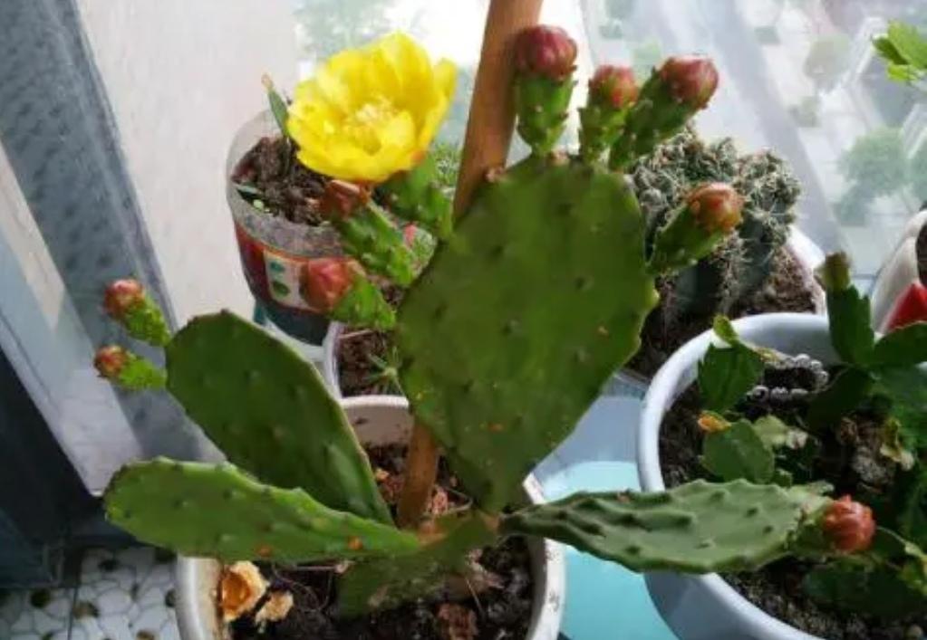 夜间释放氧气的植物有哪些十大夜间释放氧气的植物排行（释放氧气最多的室内植物排行）(图5)