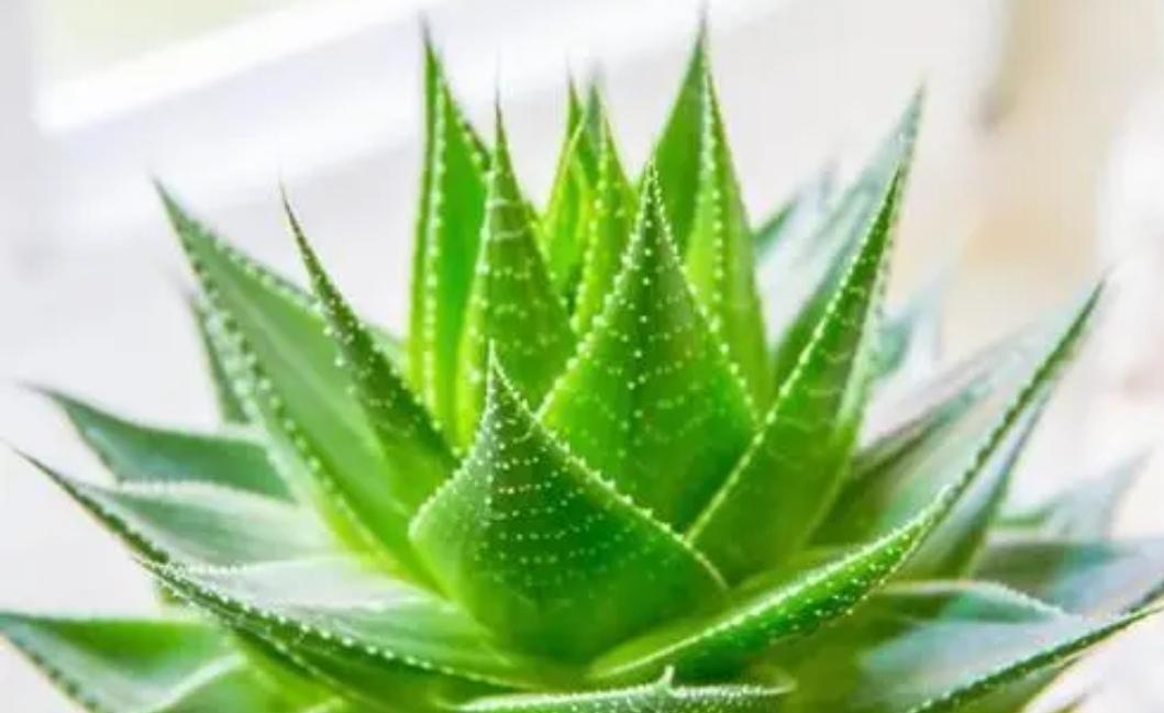 夜间释放氧气的植物有哪些十大夜间释放氧气的植物排行（释放氧气最多的室内植物排行）(图2)