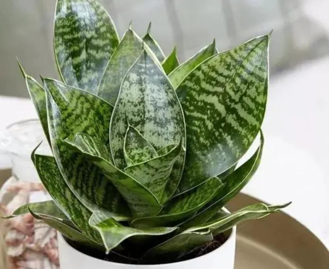 夜间释放氧气的植物有哪些十大夜间释放氧气的植物排行（释放氧气最多的室内植物排行）(图4)