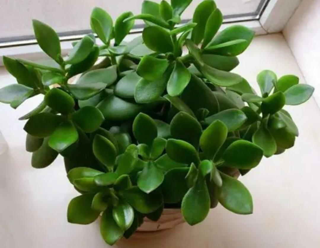 夜间释放氧气的植物有哪些十大夜间释放氧气的植物排行（释放氧气最多的室内植物排行）(图8)