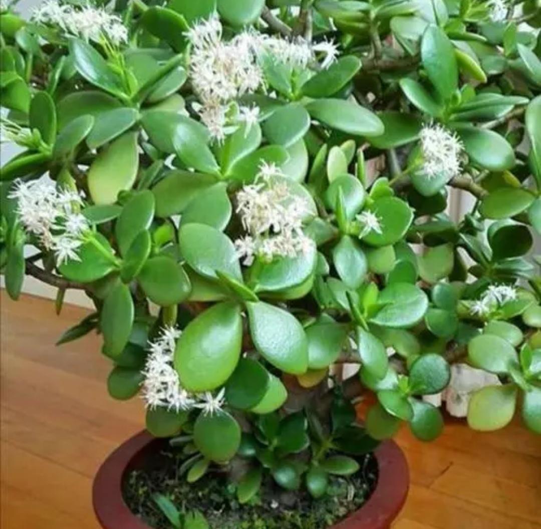 夜间释放氧气的植物有哪些十大夜间释放氧气的植物排行（释放氧气最多的室内植物排行）(图7)