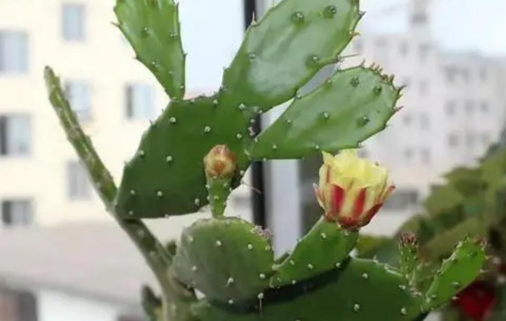 夜间释放氧气的植物有哪些十大夜间释放氧气的植物排行（释放氧气最多的室内植物排行）(图6)