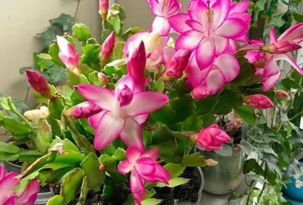 夜间释放氧气的植物有哪些十大夜间释放氧气的植物排行（释放氧气最多的室内植物排行）(图10)