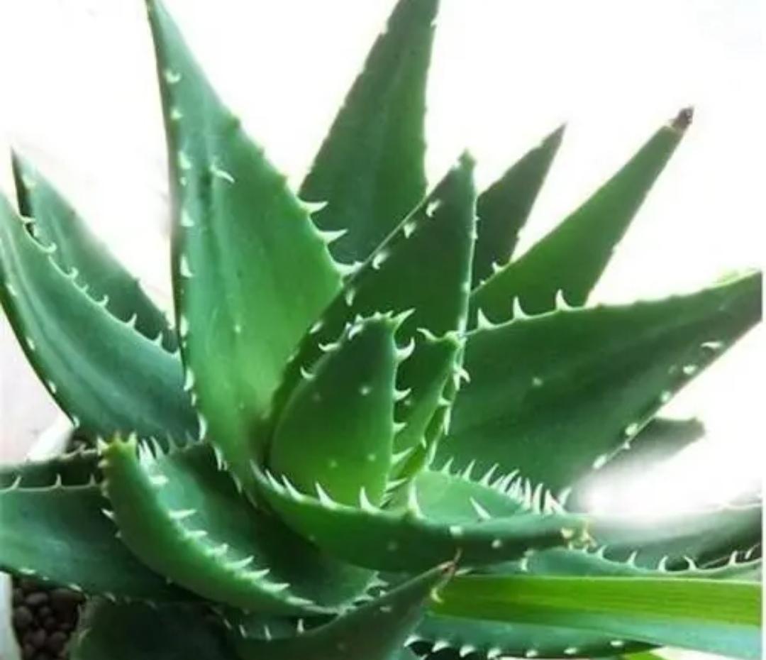 夜间释放氧气的植物有哪些十大夜间释放氧气的植物排行（释放氧气最多的室内植物排行）(图1)