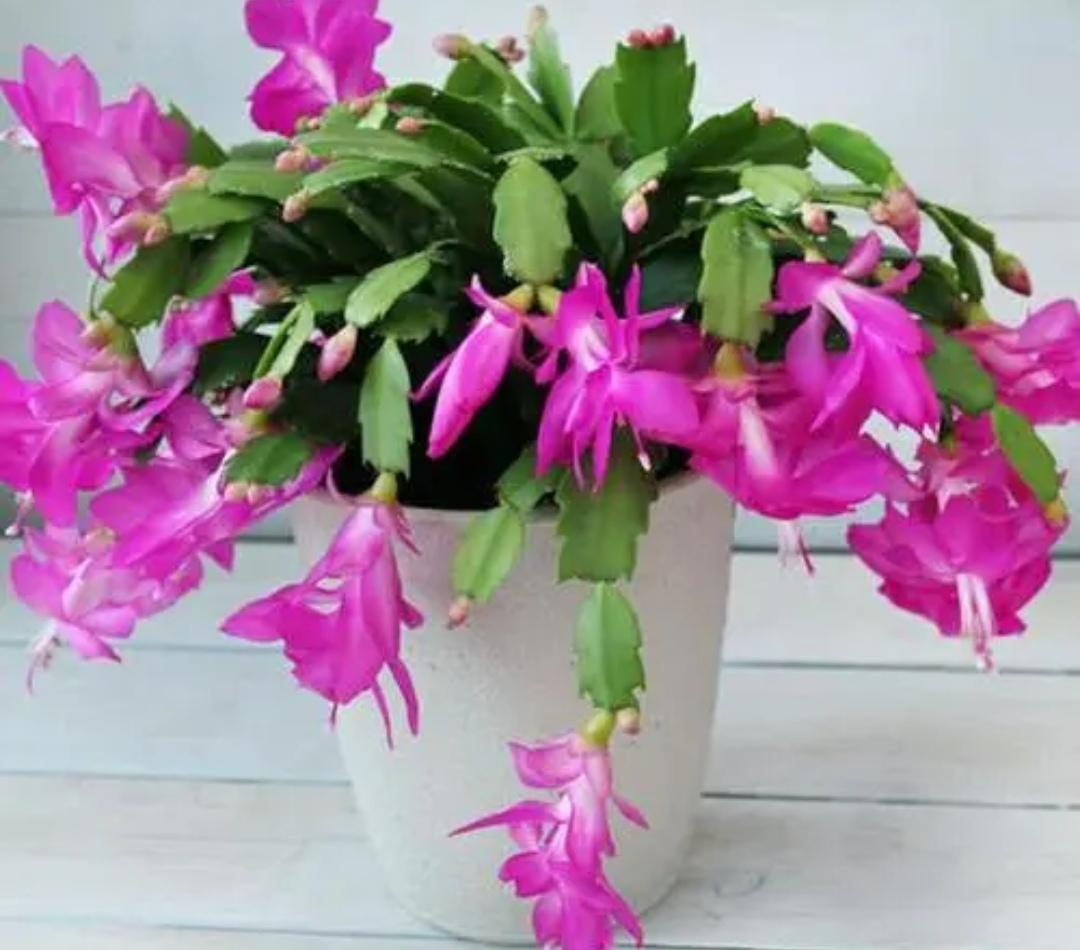 夜间释放氧气的植物有哪些十大夜间释放氧气的植物排行（释放氧气最多的室内植物排行）(图9)