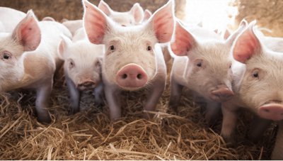​猪的寿命是多少年，如果一头猪一辈子不杀，能长到多大呢？