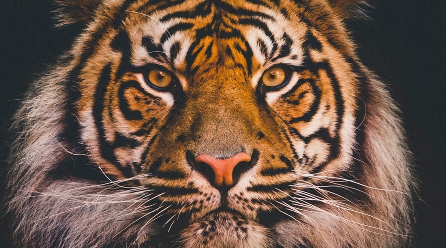 7月29日-全球老虎日