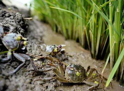 ​稻田养河蟹，稻蟹共生，水稻不减产，收入翻倍，河蟹就能卖3000元