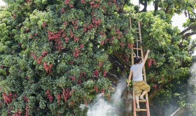 ​荔枝只知道“妃子笑”？快来认识千元一斤的珍稀品种“挂绿”