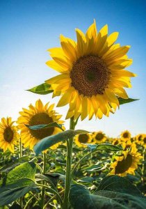 ​富二代比你还努力