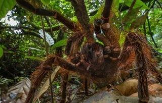 亚马逊巨人食鸟蛛