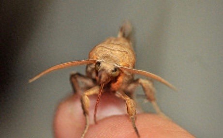 太可怕！芬兰现巨大吸血蛾，似吸血鬼吸人血液