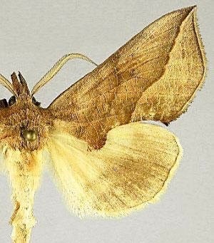 太可怕！芬兰现巨大吸血蛾，似吸血鬼吸人血液